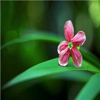 植物微信头像阳光图片大全