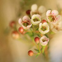 老年人微信花头像图片大全