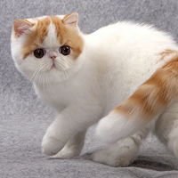 胖子头像可爱