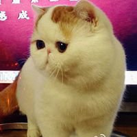胖子头像可爱