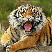 萌萌的卡通小老虎图片