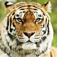 萌萌的卡通小老虎图片