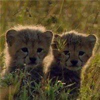 萌萌的卡通小老虎图片