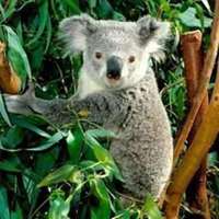 超可爱考拉图片大全