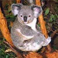 超可爱考拉图片大全