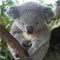 超可爱考拉图片大全