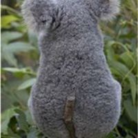 超可爱考拉图片大全