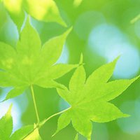 清新唯美风景淡雅微信头像图片大全