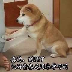 柴犬学习图片