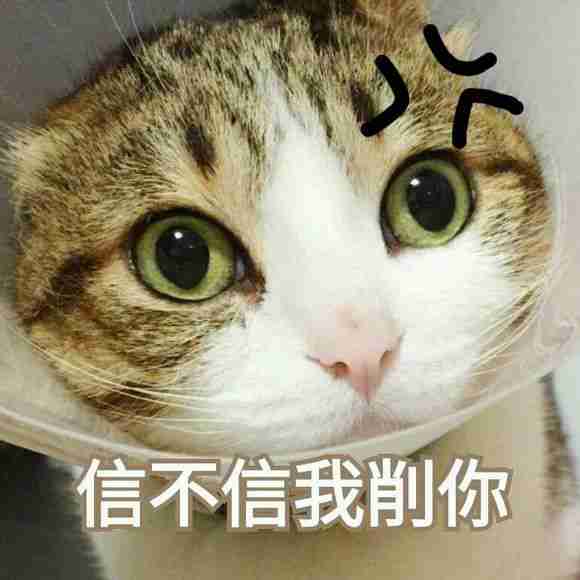 呆萌可爱小猫咪头像图片微信头像 萌蠢带字猫表