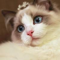 小公主布偶猫可爱头像 卖萌喵星人个性头像