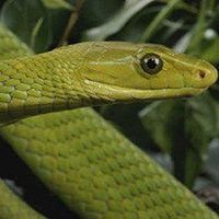 绿曼巴蛇