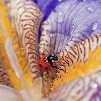 花瓣上的七星瓢虫