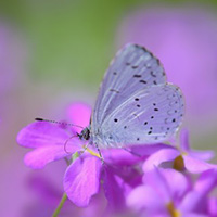 紫色花卉上的蝴蝶