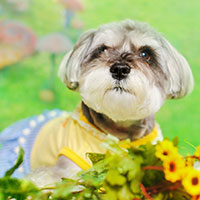 萌宠学纳瑞犬