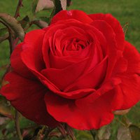 各种唯美好看的风景花朵的头像:静平凡里,骄 各种唯美好看的风景花朵的头像:静平凡里,骄