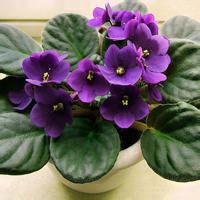 花卉植物头像 微信头像 花卉植物头像 微信头像