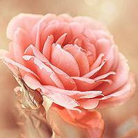 繁花锦绣 繁花锦绣