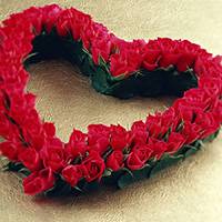 象征爱情的红色玫瑰