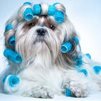 小西施犬图片头像 纯种西施犬图片