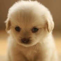 呆萌的狗狗微信头像