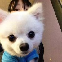 可爱宠物微信头像 可爱宠物微信头像