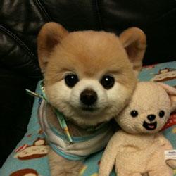 狗狗头像桌面 狗狗头像
