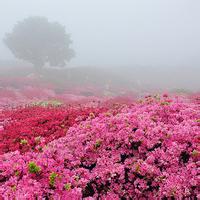 风景花类头像 风景头像