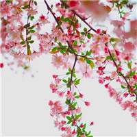 阳春三月 春暖花开