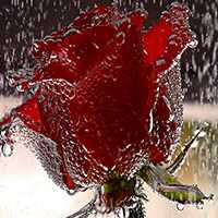 玻璃水珠下的玫瑰