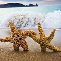 牵手的海星