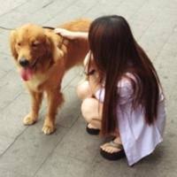 女生抱金毛头像 金毛狗狗和女生头像
