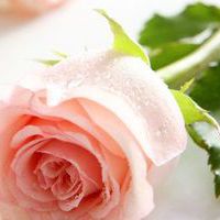 清新的漂亮花儿头像