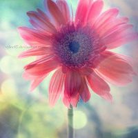 唯美漂亮的花儿头像 唯美漂亮的花儿头像