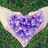 薰衣草的爱 薰衣草的爱