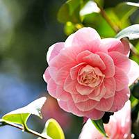 阳光下的山茶花