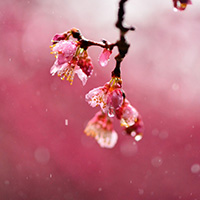 风雨中的桃花