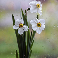 风雨中的花儿