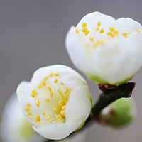 唯美好看的花蕾 唯美好看的花蕾