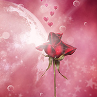 玫瑰爱情