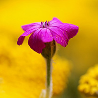 孤独的花朵