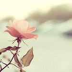 小清新唯美鲜花意境图片大全 借一把清风吹开阴