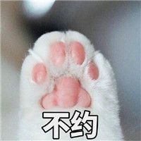 超会卖萌的可爱猫表情合集 快抱走这组可爱猫表