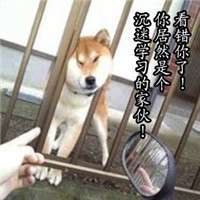 搞笑逗比柴犬之我爱学习 柴犬搞笑带字表情包