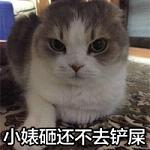 超萌的猫咪搞怪表情带字大全2017 小婊砸还不去铲