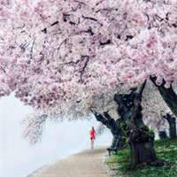 那年樱花树下 唯美意境梦幻樱花头