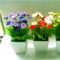 怎么忍得住手不败 你认识这些盆栽 怎么忍得住手不败 你认识这些盆栽