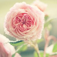 人生中第一束花 是你送给我的粉