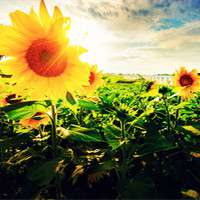 陌上花开浅浅错爱 很漂亮的各式 陌上花开浅浅错爱 很漂亮的各式