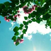 那年春天阳光正好 各种漂亮的花 那年春天阳光正好 各种漂亮的花